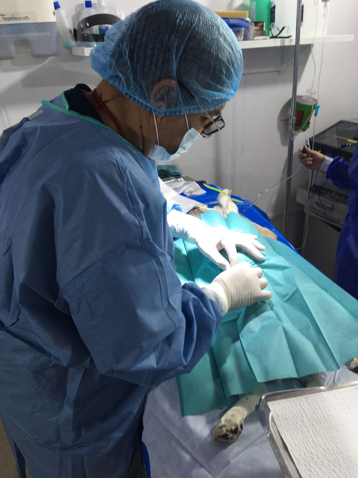Veterinaria 2