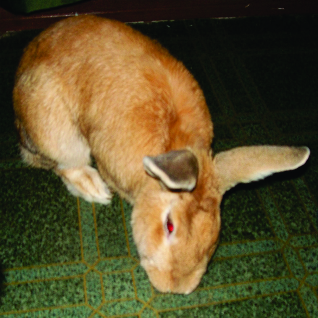 Veterinaria 3
