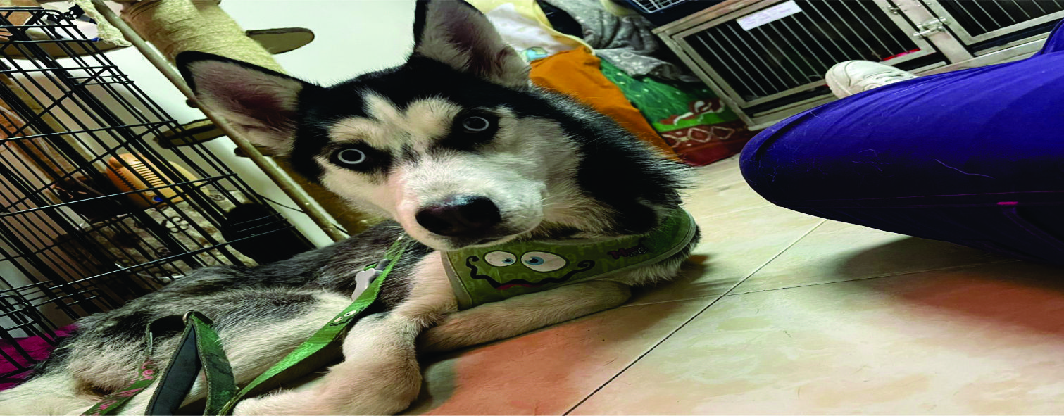 Mascotas felices